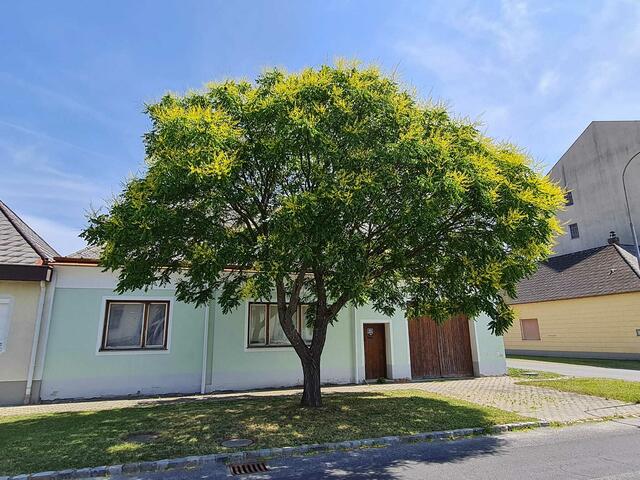 Japanischer Schnurbaum | Foto: Otto Krcal 