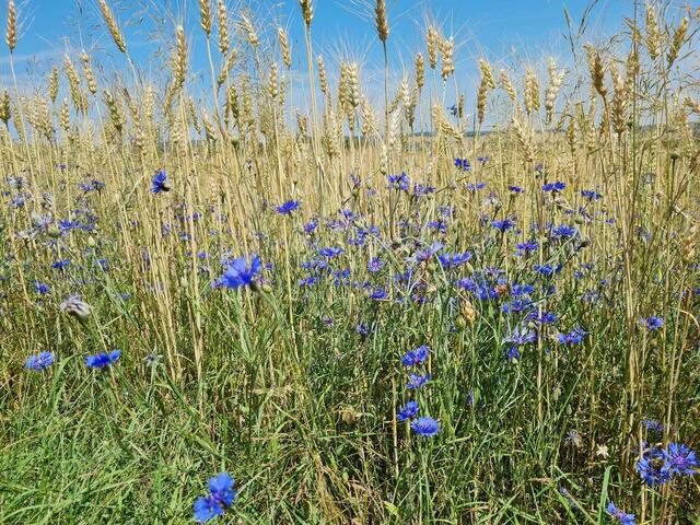 Kornblumen | Foto: Otto Krcal