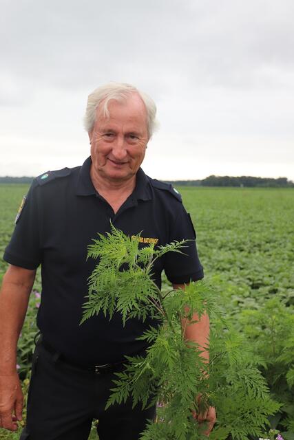 Franz Hillebrand von der Berg- und Naturwacht Einsatzstelle Kalsdorf ist ein Experte zum Thema Ragweed. Hier zeigt er eine Ragweed-Pflanze, die zur Blütenbildung bereits in den Startlöchern steht.  | Foto: Edith Ertl