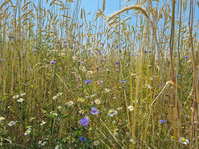 Wiesenblumen | Foto: Otto Krcal