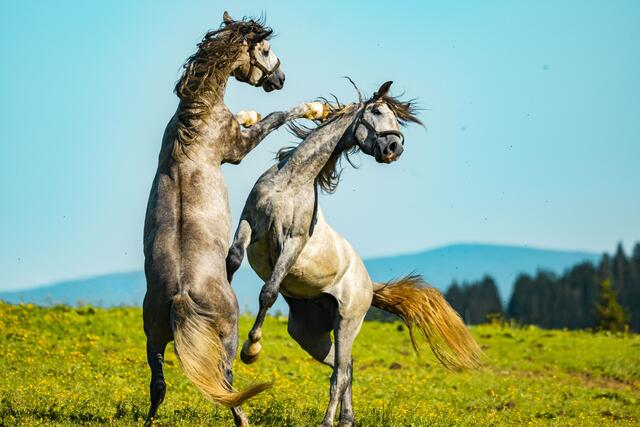 Zwischen den Lipizzanerhengsten geht es nicht immer nur gemütlich zu. | Foto: Rene van Bakel