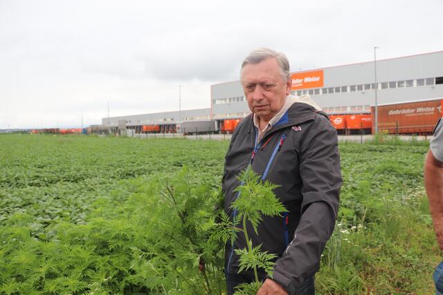 Mag. Hermann Frühstück, Landesleiter der Naturschutzorgane Burgenland steht hier am Rand eines Ackers in Kalsdorf. Er unternahm mit der Berg- und Naturwacht eine Exkursion, um auf gesundheitliche  Gefahren von Ragweed (Ambrosia) aufmerksam zu machen.  | Foto: Edith Ertl