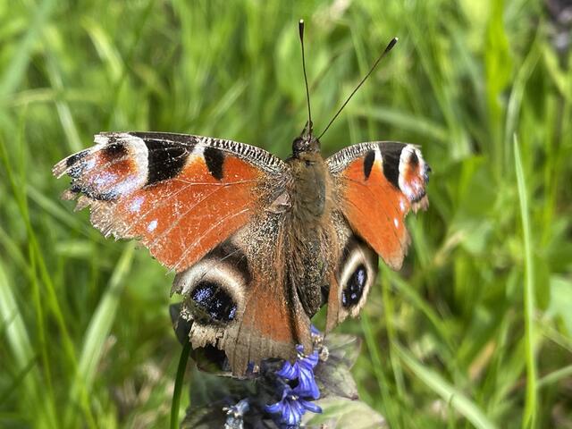 Manche Falter flüchten vor der Hitze in höhere Lagen. | Foto: sm