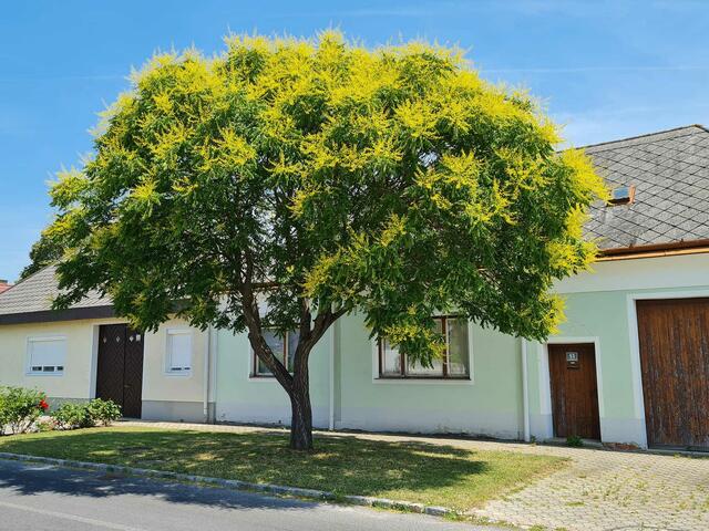 Japanischer Schnurbaum | Foto: Otto Krcal