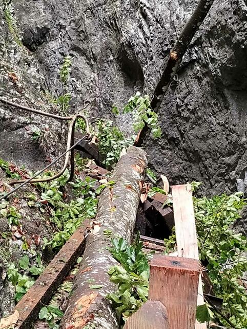 Baum liegt auf Steganlage. | Foto: Gemeindeamt Türnitz