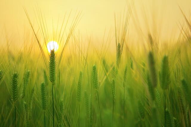 Der EU-Verordnungsentwurf zur Wiederherstellung der Natur sei eine massive und unverhältnismäßige Einschränkung der Bewirtschaftung land- und forstwirtschaftlicher Lebensräume. | Foto: Pixabay