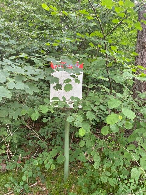 Versteck- und Ratespiele auf der Forstmeile auf der Hungerburg. | Foto: Seidl