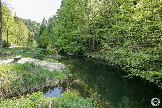 In der Stillensteinklamm zwischen St. Nikola und Grein gibt es mehrere Plätzchen, wo Hunde ins Wasser können. | Foto: Bruno Haneder