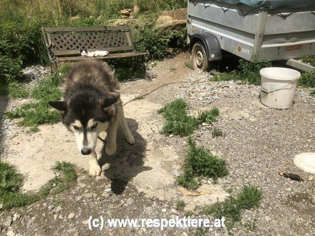 Dieser Husky, der sein Dasein an der kurzen Kette fristete, wurde von Tierschützern vor zwei Jahren freigekauft. | Foto: Verein RespekTiere