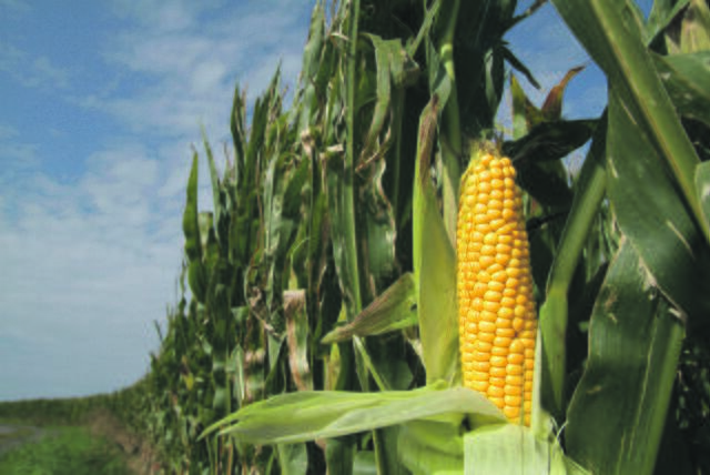 Die EU-Kommission will am Mittwoch neue Pläne zum Umgang mit Gentechnik in der Landwirtschaft vorstellen. | Foto: Fotolia/Rebel