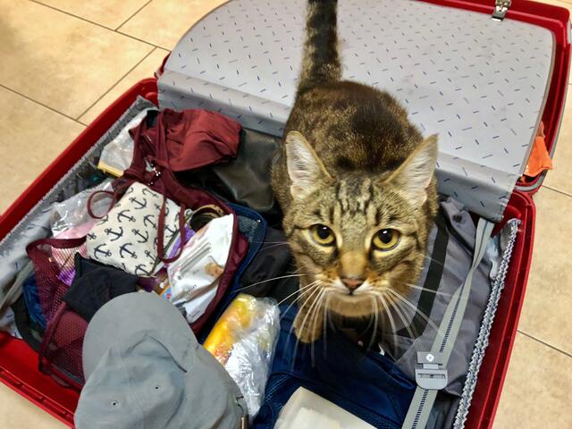 In den Reisekoffer kann man ein Tier ja schlecht einpacken. Daher empfiehlt sich, das Tier früh in die Urlaubsplanung einzubeziehen. | Foto: Johanna Grießer