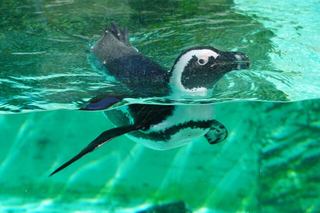 Die Brillenpinguine stammen aus Afrika und sind derzeit sehr aktiv. | Foto: Emanuel Hasenauer