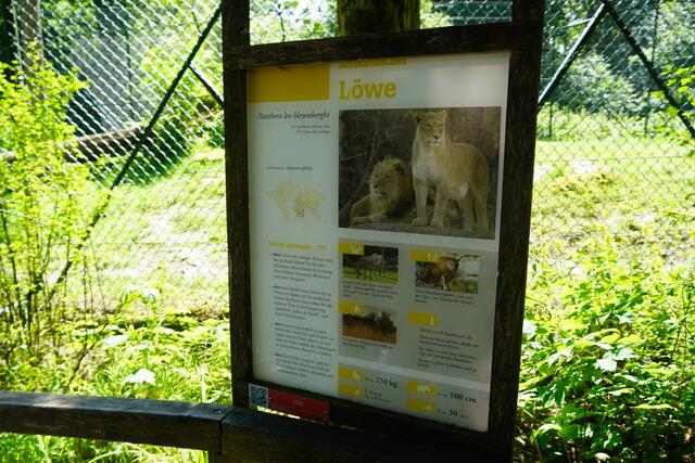 Auch Löwen gibt es im Afrika-Teil des Zoo Salzburg. | Foto: Emanuel Hasenauer