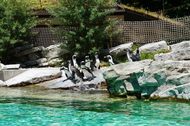 Die Brillenpinguine im Zoo Salzburg. Sie gehören in den Afrika-Bereich. | Foto: Emanuel Hasenauer
