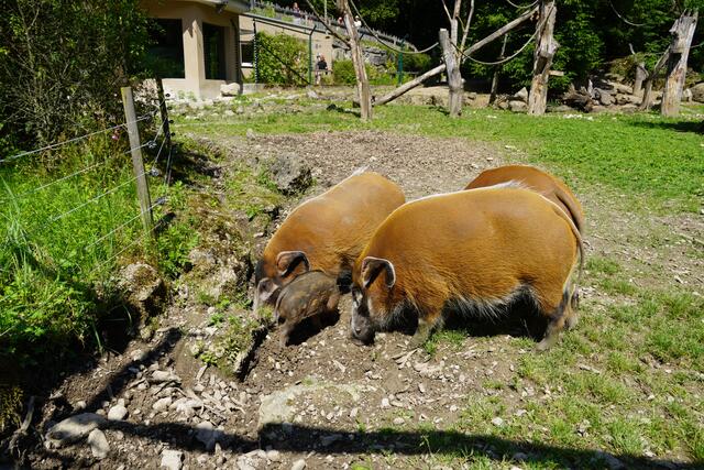 Die Pinselohrschweine mit dem frischen Nachwuchs. | Foto: Emanuel Hasenauer