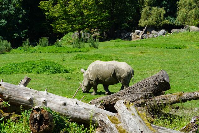 Ein Breitmaulnashorn im Zoo Salzburg im Afrika-Teil. | Foto: Emanuel Hasenauer