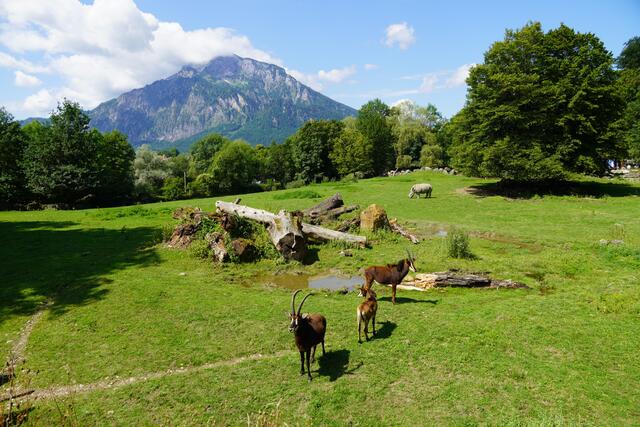 Die Savannenanlage für Breitmaulnashörner, Grevyzebras, Rappenantilopen und Litschi-Wasserböcke. | Foto: Emanuel Hasenauer