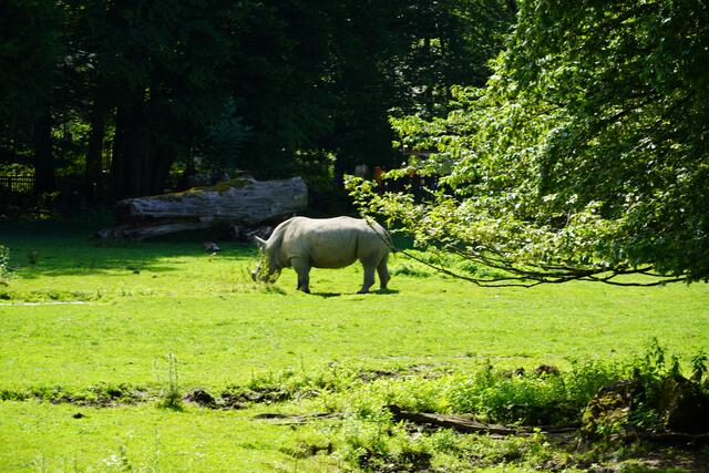 Ein Breitmaulnashorn im Zoo Salzburg. | Foto: Emanuel Hasenauer