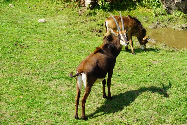 Die Rappenantilopen im Zoo Salzburg. | Foto: Emanuel Hasenauer