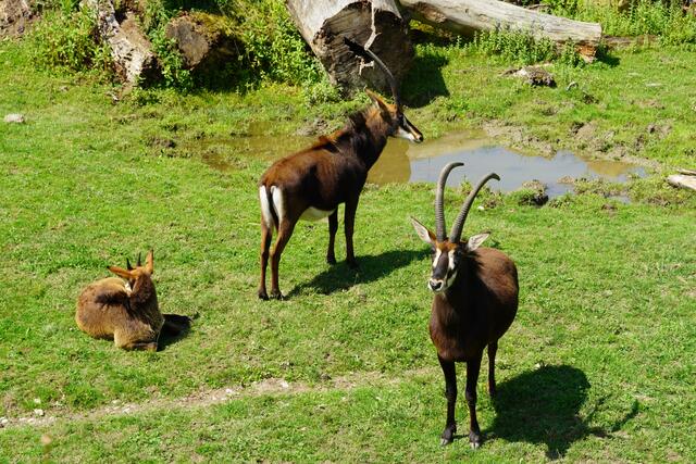 Die Rappenantilopen im Salzburger Zoo | Foto: Emanuel Hasenauer