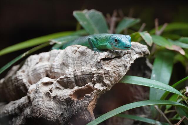 Eine besonders schöne Eidechse. | Foto: Emanuel Hasenauer