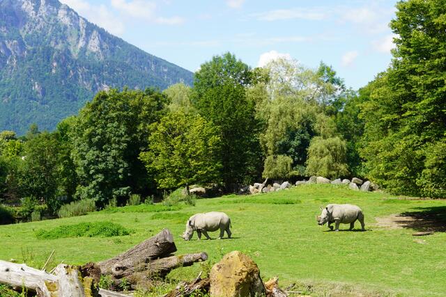 Zwei Breitmaulnashörner auf der Savannenanlage des Salzburger Zoo. | Foto: Emanuel Hasenauer