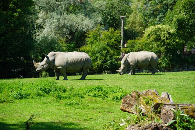 Die Breitmaulnashörner im Zoo Salzburg. | Foto: Emanuel Hasenauer