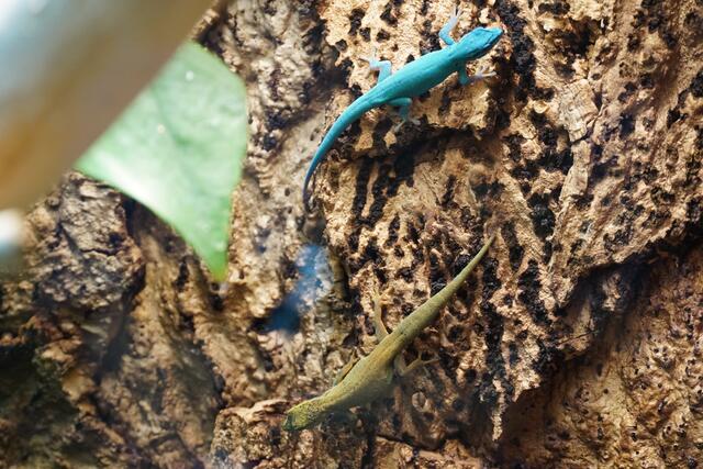 Im Bild zu sehen: der himmelblaue Zwergtaggecko. Diese Geckoart lebt endemisch in Tansania. | Foto: Emanuel Hasenauer