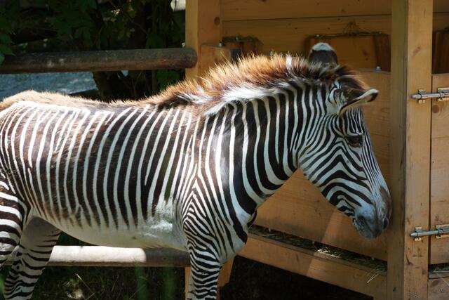Die Grevyzebras im Zoo Salzburg erfreuen sich einer großen Beliebtheit. | Foto: Emanuel Hasenauer