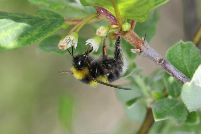 Eine Heidehummel (Bombus jonellus). Wer eine sieht, am besten Fotos aus vielen Perspektiven schießen und an naturbeobachtungen.at weitergeben. | Foto: © Inge Endel