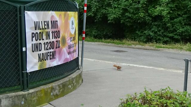 "Villen mit Pool" und ein fliehendes Eichhörnchen: Was können wir gegen die Umweltprobleme in der Stadt tun?  | Foto: Klaus Wechselberger/Initiative Zukunft Stadtbaum