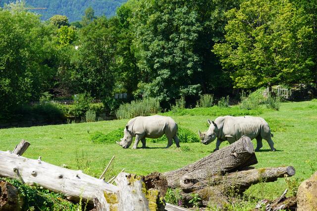 Die Breitmaulnashörner auf der Savannenanlage im Zoo Salzburg. | Foto: Emanuel Hasenauer