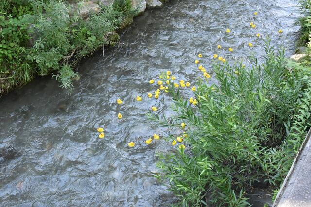 Foto: Gerald Dreisiebner