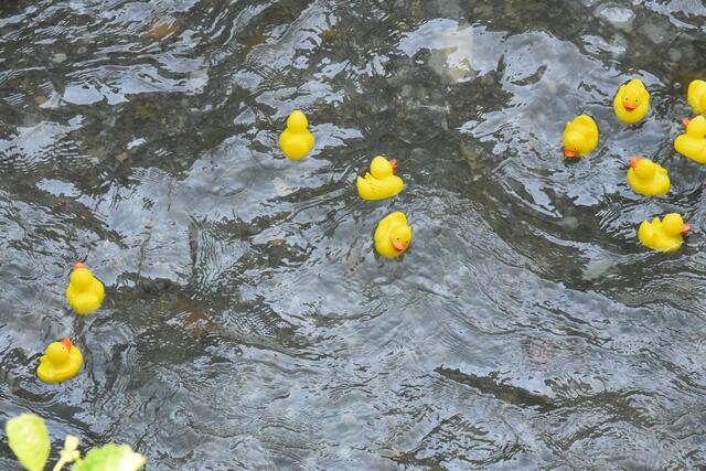 Foto: Gerald Dreisiebner