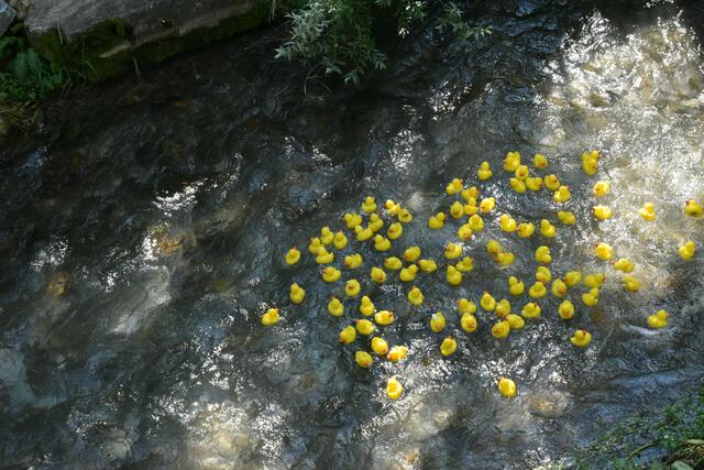 Foto: Gerald Dreisiebner