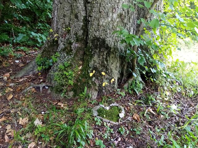 Beim Rasten auf einem Bankerl fällt mir der Moosfleck auf, der mich an ein Herz erinnert. Ein paar Steine und Rindenstücke gesammelt und fertig ist das ..