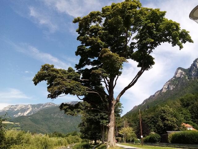 Ich geh den Weg zwischen Schwarza und der Geleise und mein Blick fällt immer wieder auf die Rax
