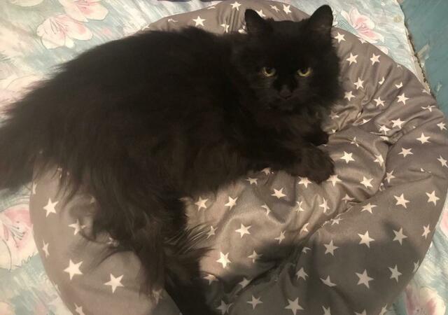 Petzi ist zehn Jahre alt und sucht ein Zuhause ohne Freigang und Artgenossen.  | Foto: Jelinek