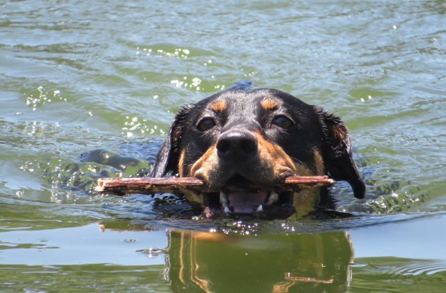 Viele Hunde lieben es zu schwimmen und im Wasser zu spielen. Trotz Erfrischung im Wasser benötigen Hunde an heißen Tagen allerdings einen Schattenplatz, um einen Hitzeschlag oder Sonnenbrand zu verhindern.  | Foto: Pixabay
