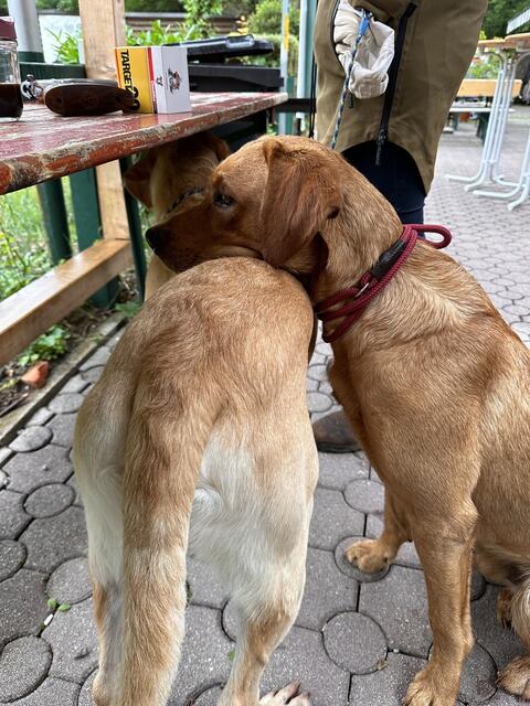 Foto: Flachberger/Guns 'n' Dogs