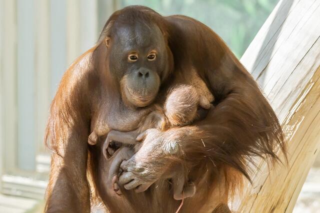In ihrem natürlichen Lebensraum sind Orang-Utans stark bedroht. Deshalb setzt sich der Tiergarten Schönbrunn auch dort für die Tiere ein. | Foto: Daniel Zupanc/Tiergarten Schönbrunn