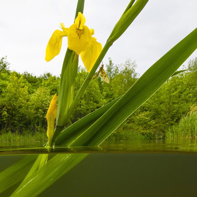 Die Sumpfschwertlilie sorgt für eine klimafitte Donauinsel. | Foto: Wiener Wildnis/MA 45