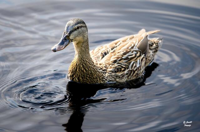 ,,,,,Mensch Güni,heut ist es noch fein ruhig .....