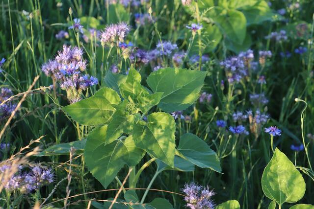 Die kleinwüchsigen Sonnenblumen brauchen noch viel Sonne.