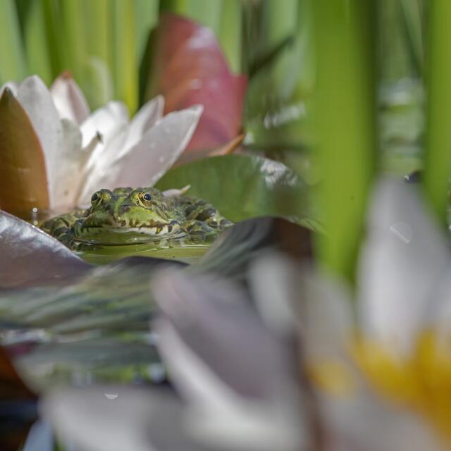 Der Seefrosch ist einer der Bewohner der Donauinsel. | Foto: Wiener Wildnis/MA 45