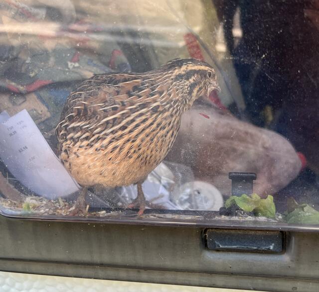 Am Montag am Nachmittag kam es am Zirler Berg zu einem Verkehrsunfall. Ein Wohnwagen begann zu rauchen und die Bremswirkung hatte stark nachgelassen. | Foto: Zeitungsfoto.at