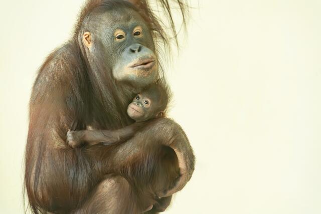 Im Juni wurde ein Orang-Utan-Baby im Tiergarten Schönbrunn geboren. Wie sich jetzt herausstellte, handelt es sich dabei um ein Mädchen. Es wächst und entwickelt sich prächtig.  | Foto: Daniel Zupanc/Tiergarten Schönbrunn