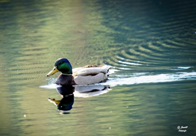 ........heute ist mein Tag ......