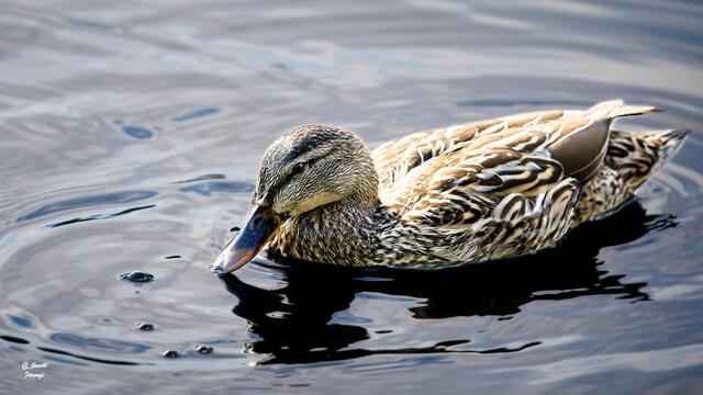 .......das kann man richtig genießen ....