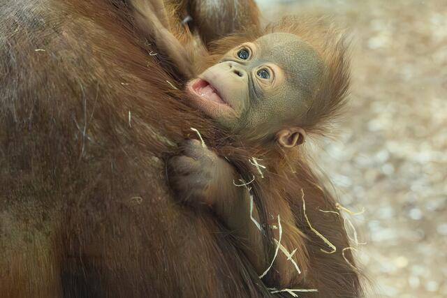 In ihrem natürlichen Lebensraum sind Orang-Utans stark bedroht. Deshalb setzt sich der Tiergarten Schönbrunn auch dort für die Tiere ein. | Foto: Daniel Zupanc/Tiergarten Schönbrunn